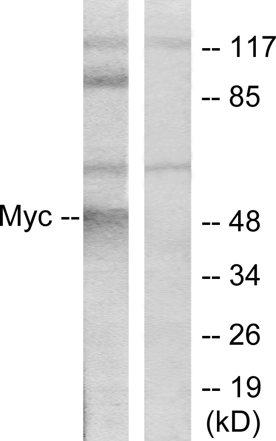 Anti-MYC Antibody Anti-MYC Antibody