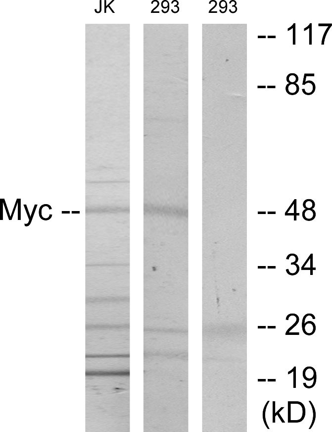 Anti-MYC Antibody