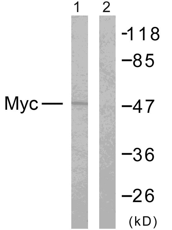 Anti-MYC Antibody - Identical to Abcam (ab39688)