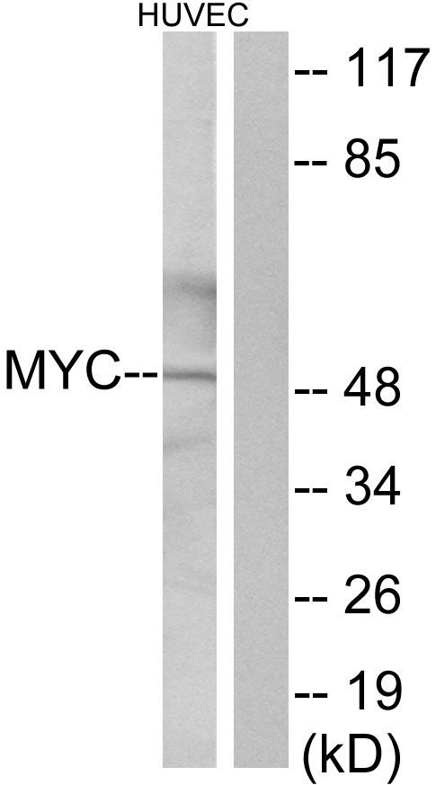 Anti-MYC Antibody