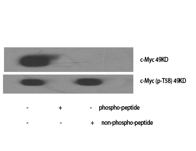 Anti-MYC Antibody Anti-MYC Antibody