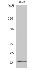 Anti-MYC Antibody Anti-MYC Antibody