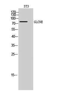 Anti-GNE Antibody