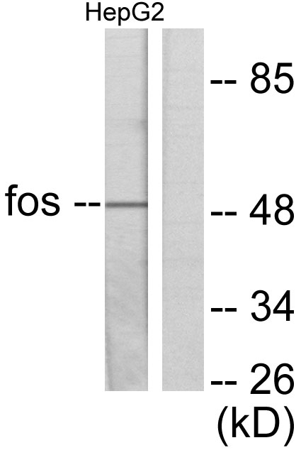 Anti-Fos Antibody