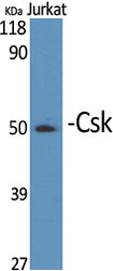 Anti-CSK Antibody Anti-CSK Antibody