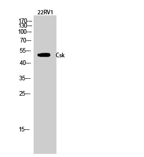Anti-CSK Antibody Anti-CSK Antibody