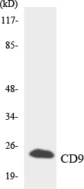 Anti-CD9 Antibody