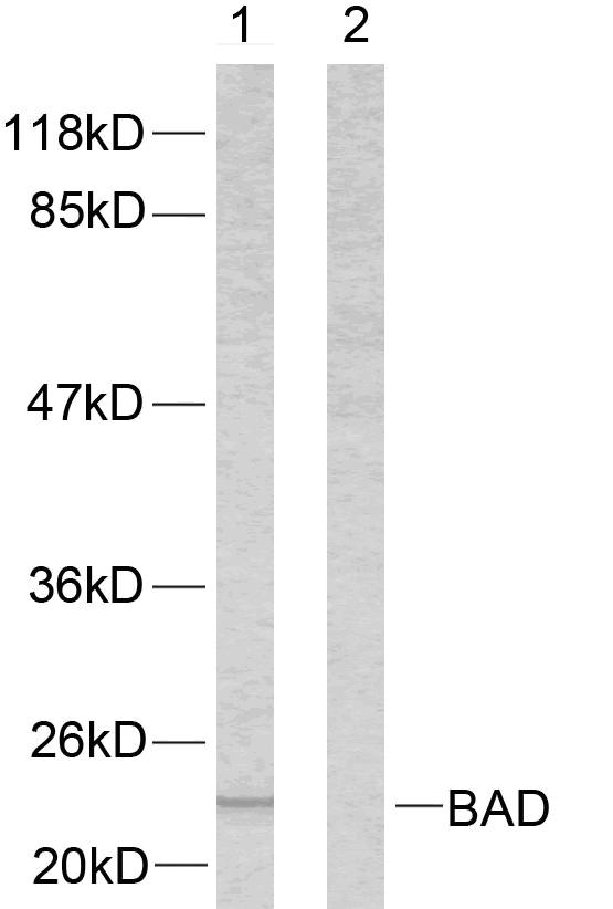 Anti-BAD Antibody