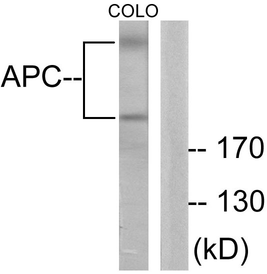 Anti-APC Antibody