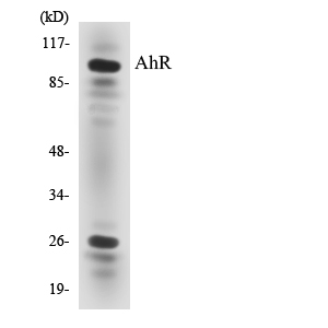 Anti-AhR Antibody