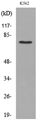 Anti-p73 (acetyl Lys321) Antibody