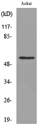 Anti-p53 (acetyl Lys372) Antibody