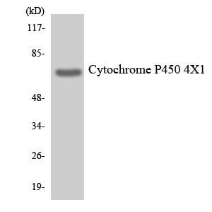 Anti-Cytochrome P450 4X1 Antibody