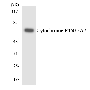 Anti-Cytochrome P450 3A7 Antibody