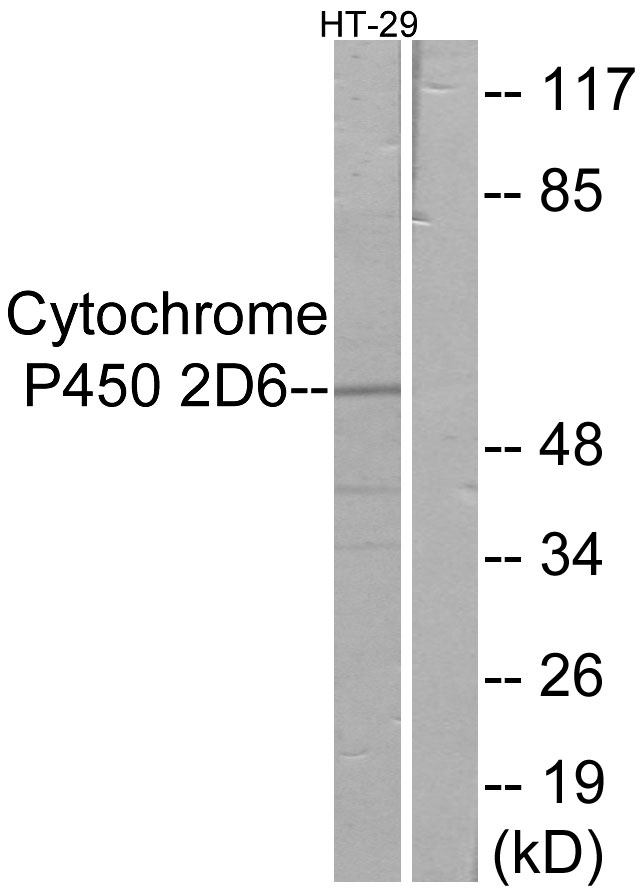 Anti-Cytochrome P450 2D6 Antibody