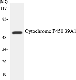Anti-Cytochrome P450 2D6 Antibody