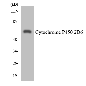Anti-Cytochrome P450 2D6 Antibody