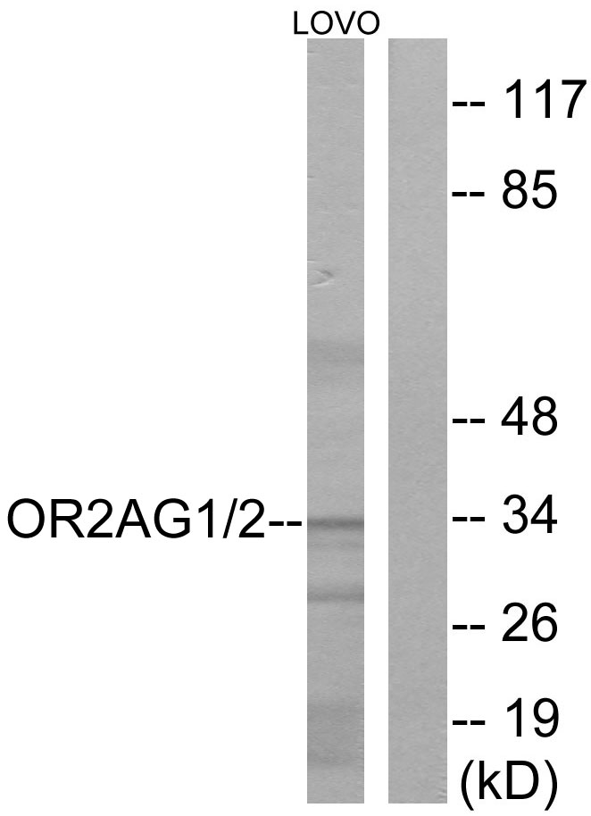 Anti-OR2AG1 + OR2AG2 Antibody