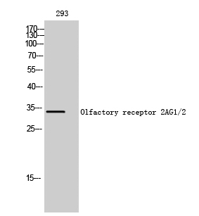 Anti-OR2AG1 + OR2AG2 Antibody Anti-OR2AG1 + OR2AG2 Antibody