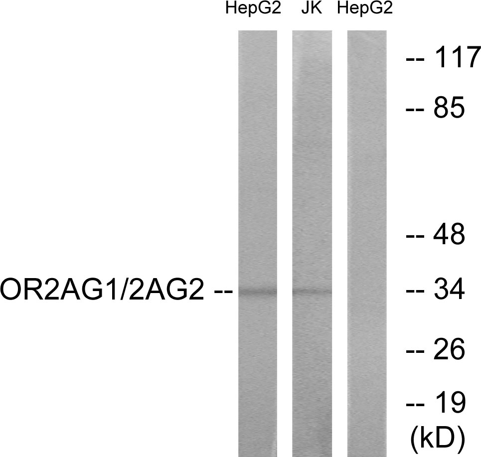 Anti-OR2AG1 + OR2AG2 Antibody