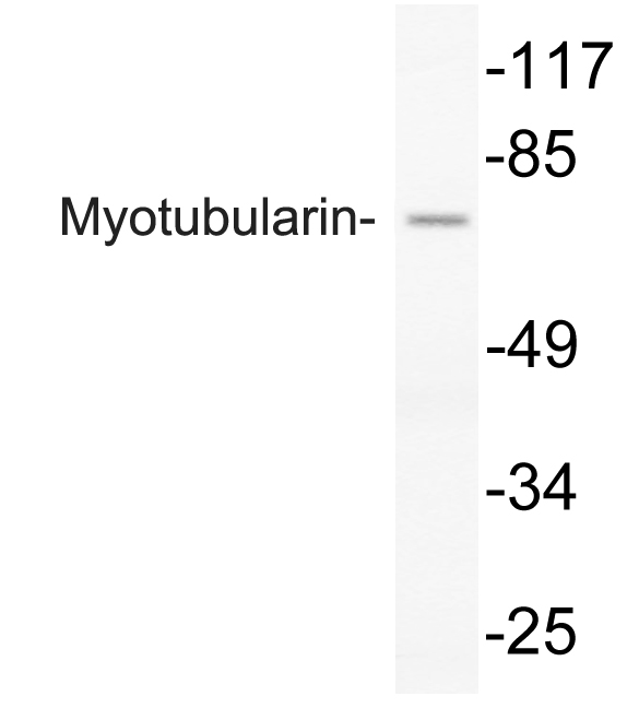 Anti-Myotubularin Antibody