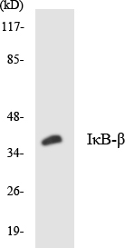 Anti-IkappaB-beta Antibody