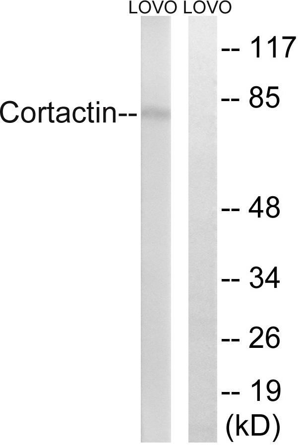 Anti-Cortactin Antibody Anti-Cortactin Antibody