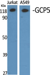 Anti-TUBGCP5 Antibody Anti-TUBGCP5 Antibody