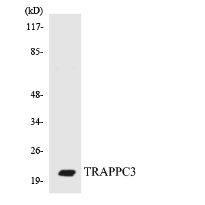 Anti-TRAPPC3 Antibody