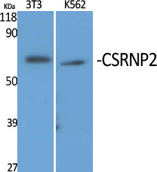 Anti-TAIP-12 Antibody