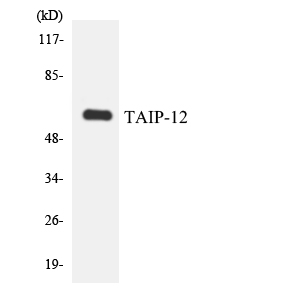 Anti-TAIP-12 Antibody