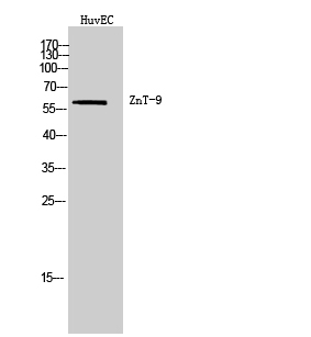 Anti-SLC30A9 Antibody