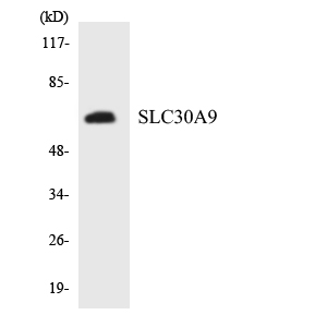 Anti-SLC30A9 Antibody