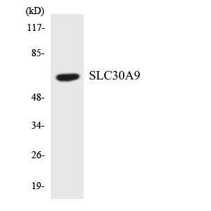 Anti-SLC30A9 Antibody