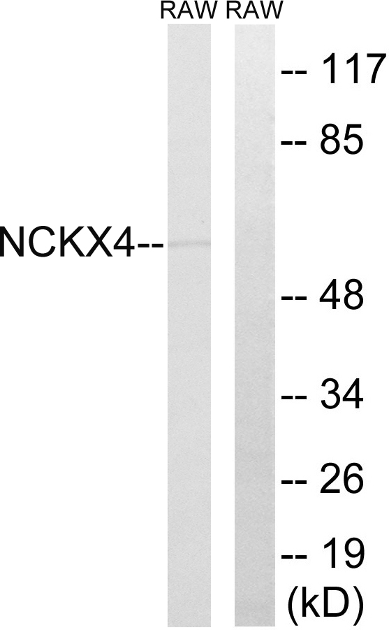 Anti-SLC24A4 Antibody