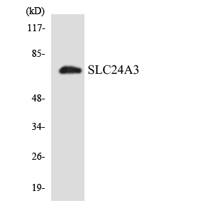 Anti-SLC24A3 Antibody