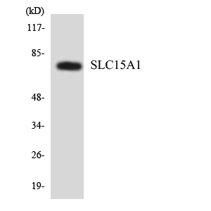Anti-SLC15A1 Antibody