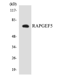Anti-RAPGEF5 Antibody