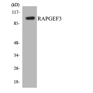 Anti-RAPGEF3 Antibody