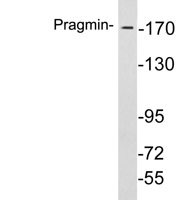 Anti-Pragmin Antibody