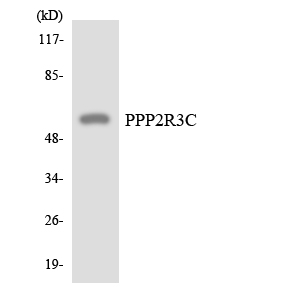 Anti-PPP2R3C Antibody