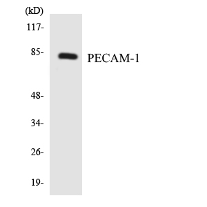Anti-PECAM-1 Antibody