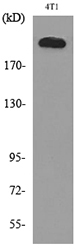 Anti-MYH-pan Antibody