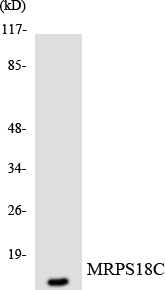 Anti-MRPS18C Antibody
