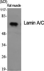 Anti-Lamin A Antibody Anti-Lamin A Antibody