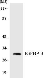 Anti-IGFBP-3 Antibody