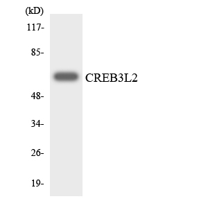 Anti-CREB3L2 Antibody