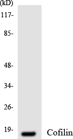 Anti-Cofilin Antibody