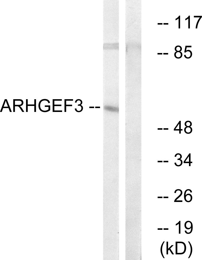 Anti-ARHGEF3 Antibody