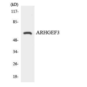 Anti-ARHGEF3 Antibody